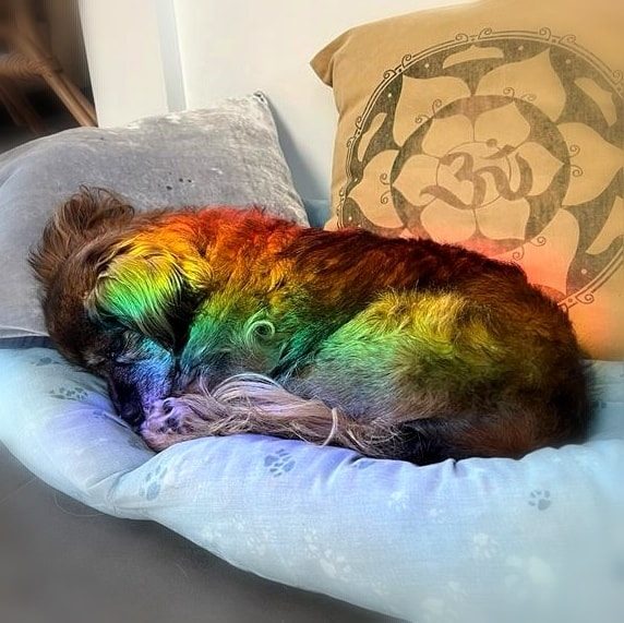 Original Foto!!! unser süsser Regenbogen Bhanu