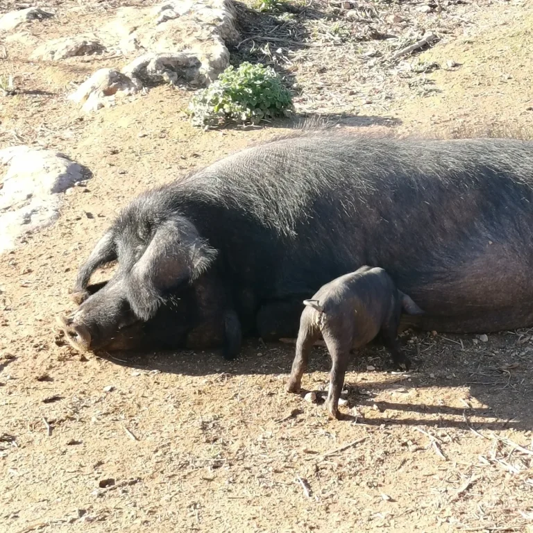 auf dem Weg zum Meer, süsse "Schweinereien" 😉